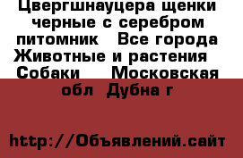 Цвергшнауцера щенки черные с серебром питомник - Все города Животные и растения » Собаки   . Московская обл.,Дубна г.